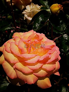 玫瑰,花,粉橘色