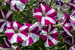異國情調(diào)的花,花園,鮮花