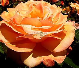玫瑰,花,橙色颜色