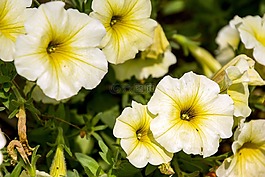 異國情調(diào)的花,花園,鮮花