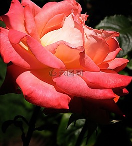 玫瑰,花,粉紅色