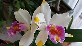 蘭花,cattelya,太平洋彩虹