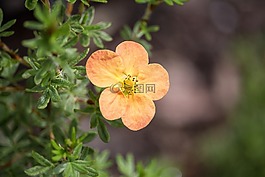 開花,黃色,橙