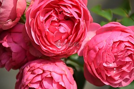 玫瑰,性質(zhì),花卉