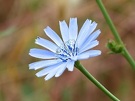 野生花卉,藍花,詳細