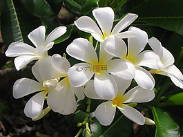 茉莉花,花,白色的花