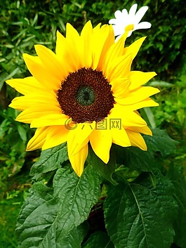 太陽花,瑪格麗特,鮮花