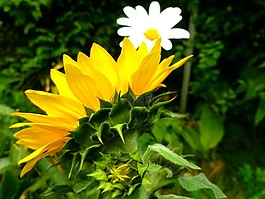 太陽花,瑪格麗特,鮮花