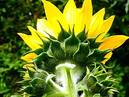 太陽(yáng)花,鮮花,芽
