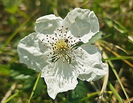 黑莓花,野花,花瓣