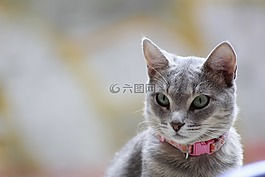 貓,弗利納,寵物