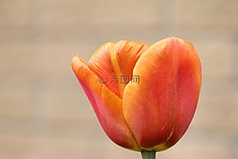 郁金香,橙色,花