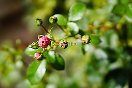 粉紅色,玫瑰,花