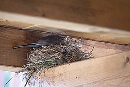 鳥,鳥巢,黑鳥