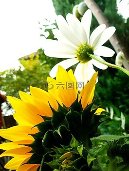 太陽花,瑪格麗特,開花
