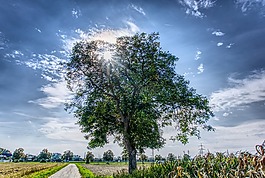 樹,天空,藍(lán)色