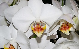 蘭花,白,開花