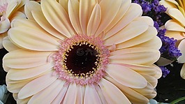 非洲菊,花,羅莎