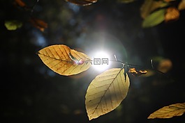 葉子,秋季,太陽