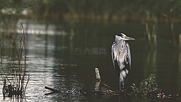 鳥(niǎo),鳥(niǎo)嘴,羽毛