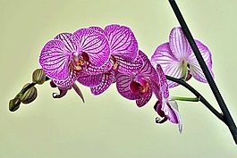 蘭花,紫丁香,花卉