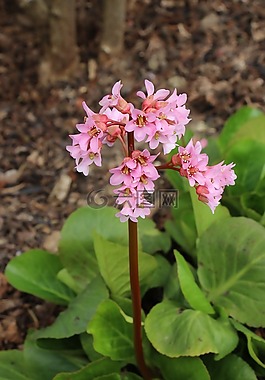 花,粉紅色,春天