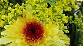 花,黃色,性質