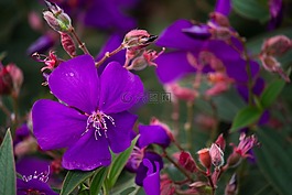 花,性質(zhì),紫
