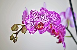 蘭花,紫丁香,花卉