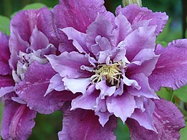 鐵線蓮,紫,開花