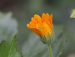 花,廠,動物區(qū)系