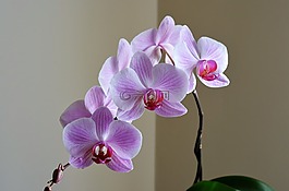 蘭花,紫丁香,花卉