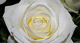玫瑰,白玫瑰,開花