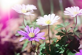 ?？?鮮花,白