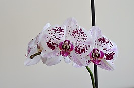 蘭花,紫丁香,花卉