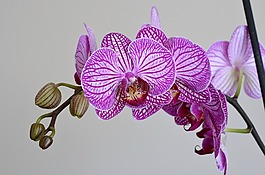 蘭花,紫丁香,花卉