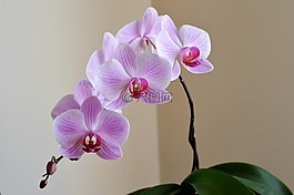 蘭花,紫丁香,花卉