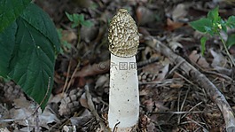 常见 stinkmorchel,蘑菇,莫雷尔