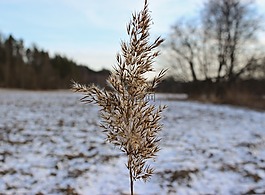燕麥,雪,樹