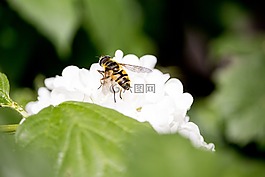昆蟲,開(kāi)花,白