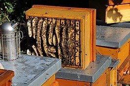 蜂窩,違法建筑,蜂蜜