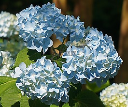 繡球三人組,繡球,開花