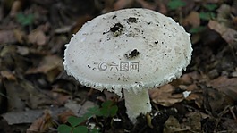 蘑菇,森林,白