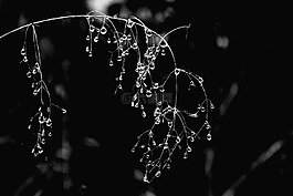 露,滴劑,雨滴
