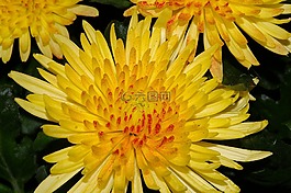 菊花,開(kāi)花,花