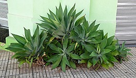 花園,綠色,人行道上