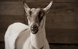 山羊,牲畜,動(dòng)物