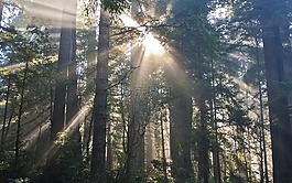 森林,陽光,戶外