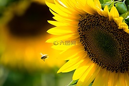 向日葵,蜜蜂,黃色