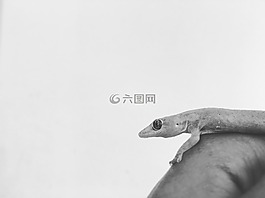 蜥蜴,壁虎,爬行動(dòng)物